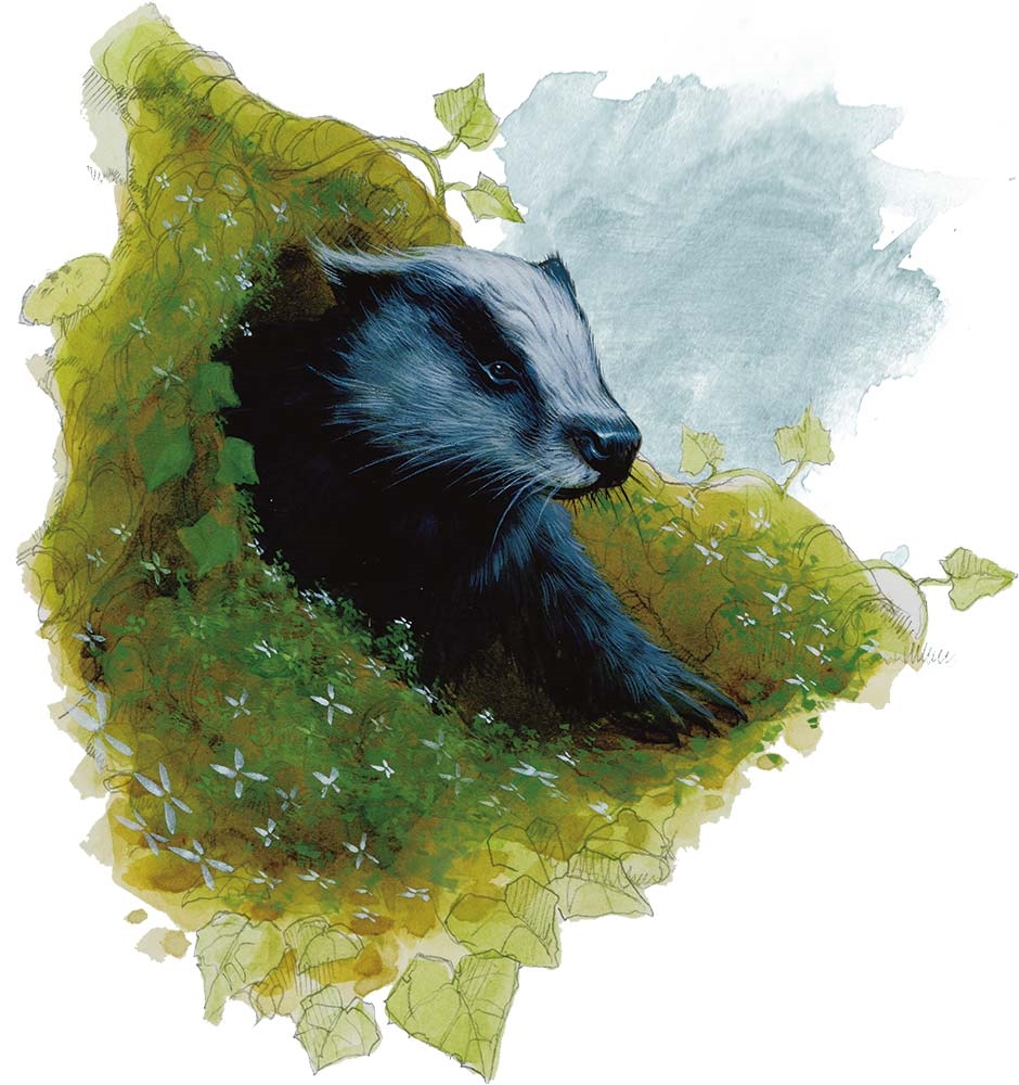 Барсук (Badger)