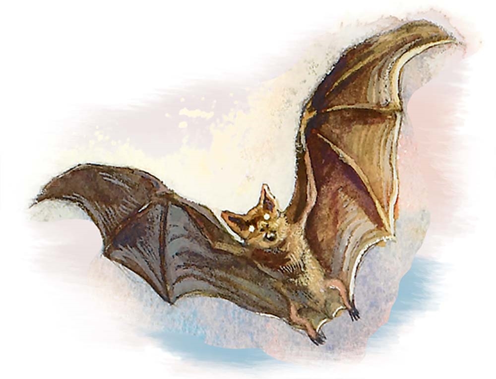 Летучая мышь (Bat)