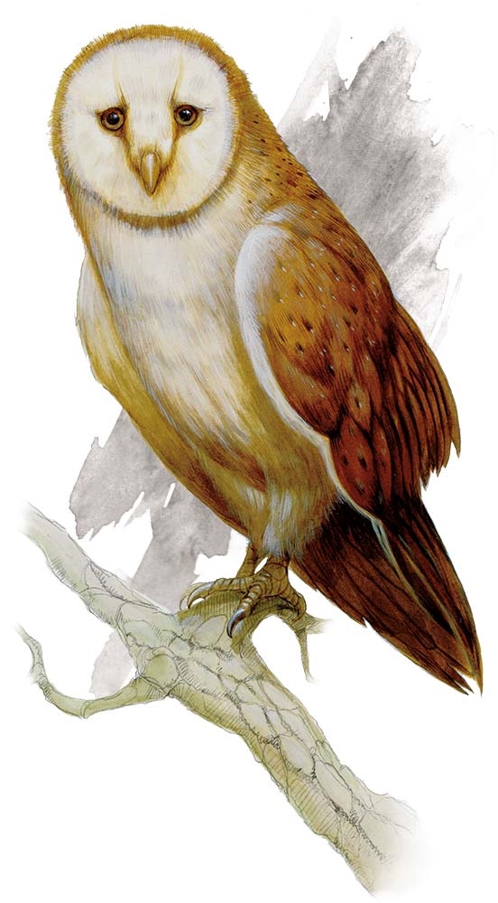 Сова (Owl)