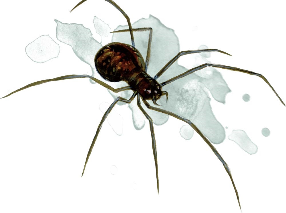 Паук (Spider)